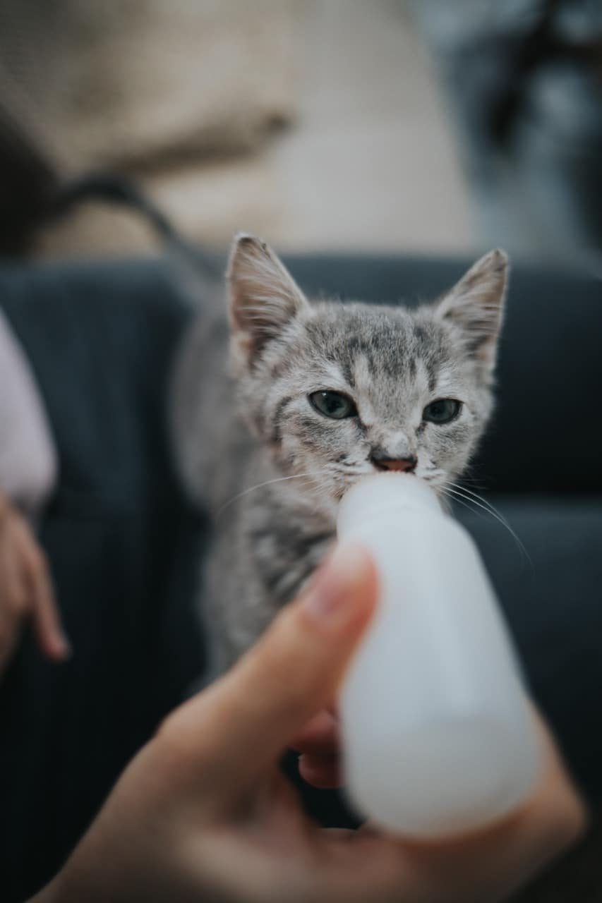 Kitten Milk Pets Home