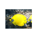 BlueCheekButterflyfishes