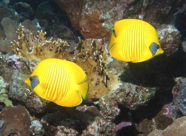 BlueCheekButterflyfishes