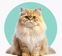 Adult Cat