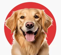 Adult Dog