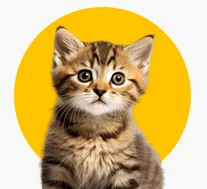 Kitten